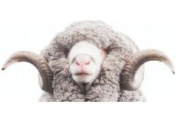 Gros Plan sur "la Laine Merino"